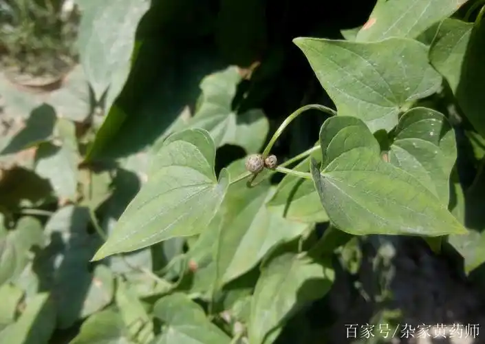 中国荒野维生食物之野菜系列——野山药