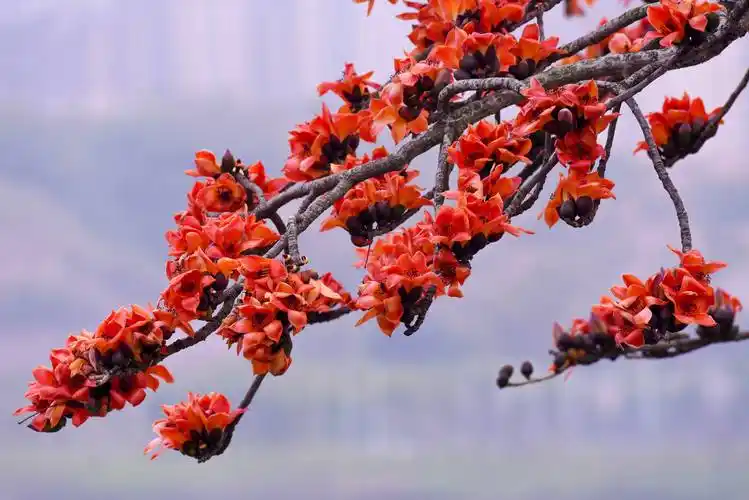 赏读:木棉花开分外红
