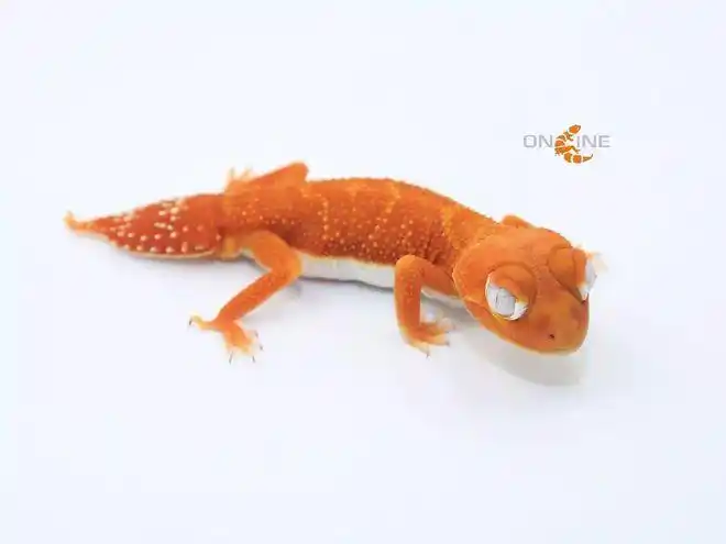 守宫在线2018年培育方向澳洲瘤尾守宫篇