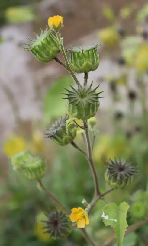 苘麻图片苘麻野菜图片