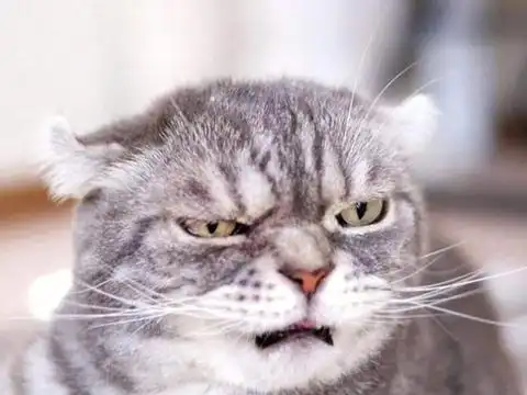 主人有只凶神恶煞的猫咪,神情自带老大气质,嚣张气场太强大了