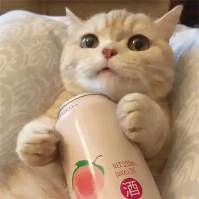 超可爱又治愈的高清猫咪头像图片 适合微信头像的呆萌猫咪图片