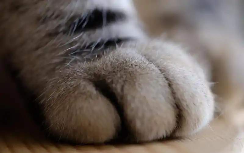 毛绒绒的猫爪萌系桌面壁纸