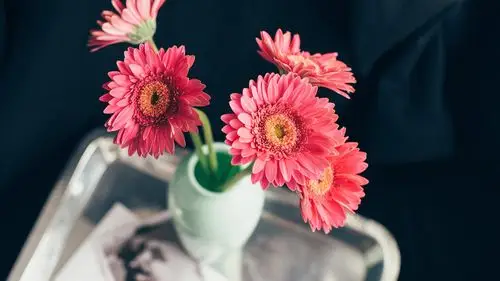 小清新精美花卉植物高清唯美桌面壁纸