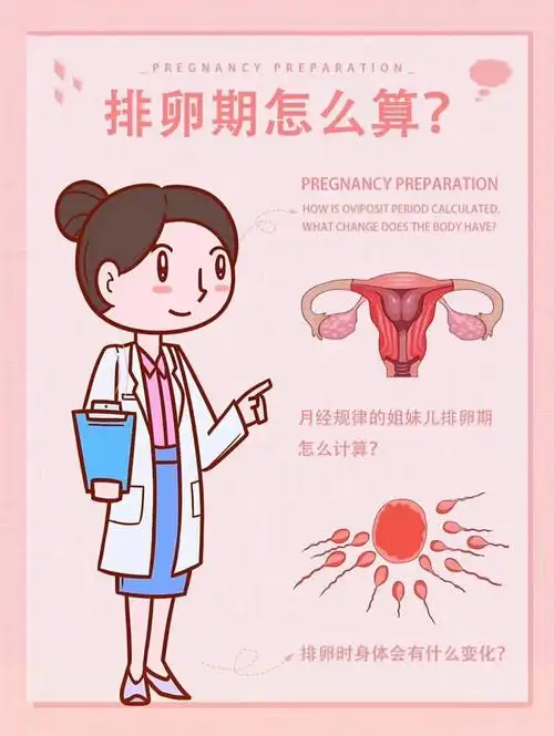 排卵期计算常用的方法