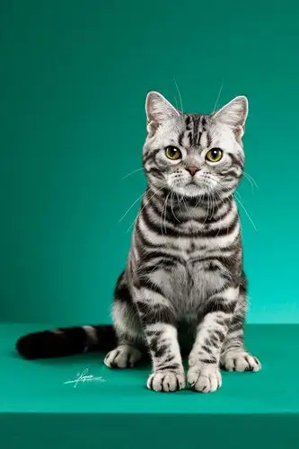 美国短毛猫|摄影|动物|amyworks广州阿斌 - 原创作品 - 站酷 (zcool)