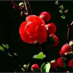 梅花当头像图片