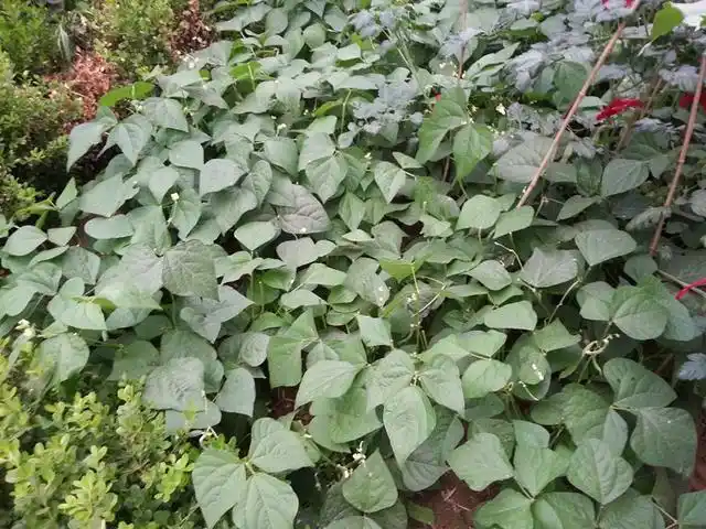 我老爸种的菜品种很多 小白菜,水萝卜,大葱 ,生菜,茼蒿,茄子,黄瓜