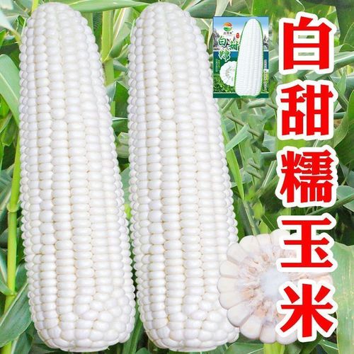 白檽甜玉米种子高产矮杆大棒四季播玉米非转基因超甜糯白玉米种子