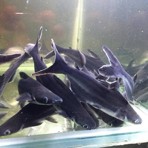 家养淡水观赏蓝鲨大白化小鲨鱼凶猛鱼淡水热带鱼活体耐养水族宠物