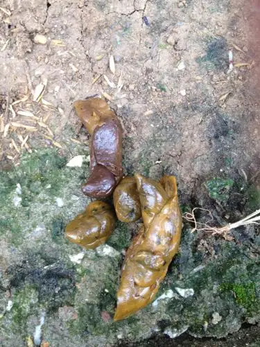 51    浏览  33333  推荐回答 正常的,大便的颜色和吃的食物颜色有关