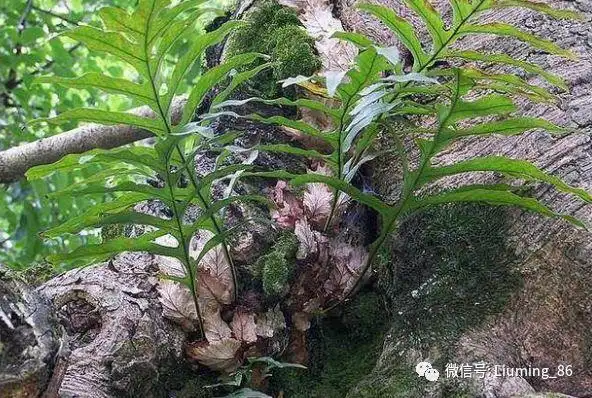 骨碎补图片(白毛骨碎补图片)