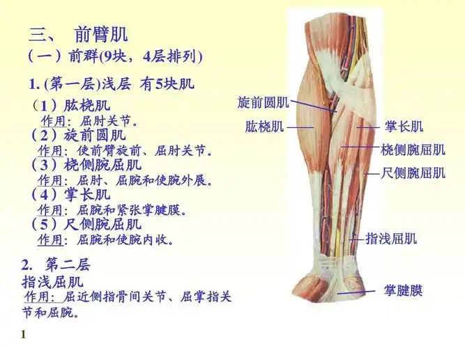 无忧文档 所有分类 高等教育 医学 肌肉组织下ppt 三, 前臂肌 (一)前