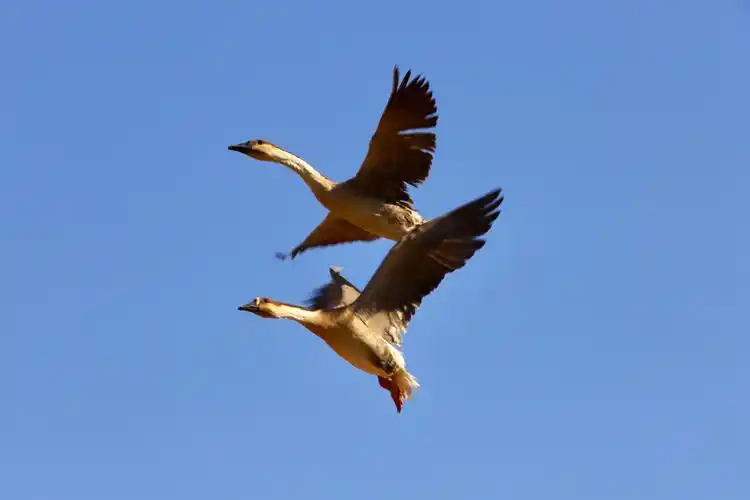 荣成(雁恋谷)鸿雁!(荣成之行三)