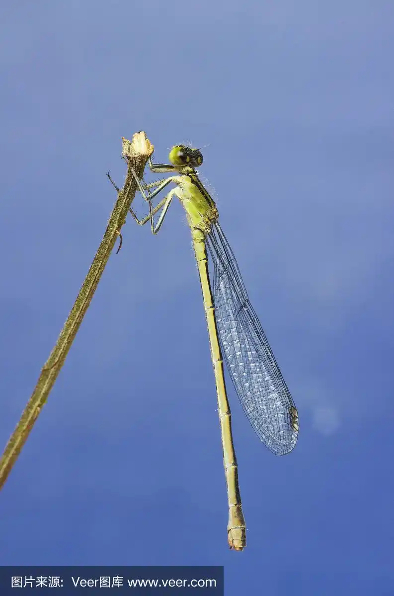 蜻蜓,枝,垂直画幅,野生动物,动物身体部位