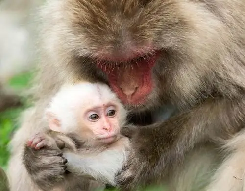 一只躲在母亲怀抱里的白毛猴宝宝.