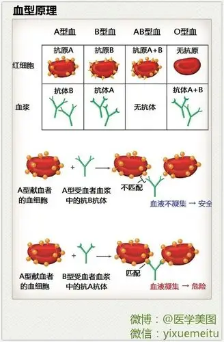 医学基础血型原理