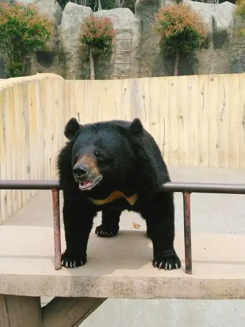 【特惠】青岛东方熊牧场双人年卡