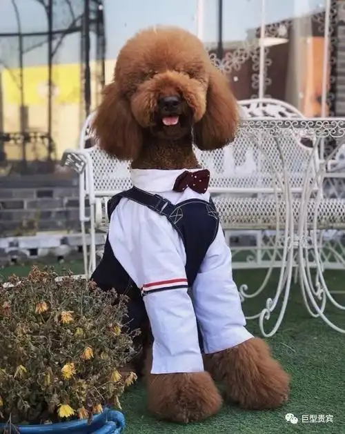 巨型贵宾巨型泰迪泰子君的幸福狗生