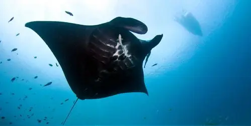 行程7天6晚印尼科莫多船宿来看manta黑骑士全世界最大的蜥蜴科莫多龙