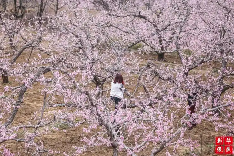 2016年4月8日—20日 2016保定坨南桃花节地点:河北保定满城区坨南乡