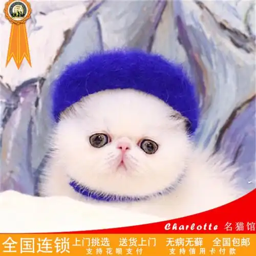 纯种加菲宠物猫咪幼猫活体蓝色猫美国猫活体短毛英国猫咪幼崽猫