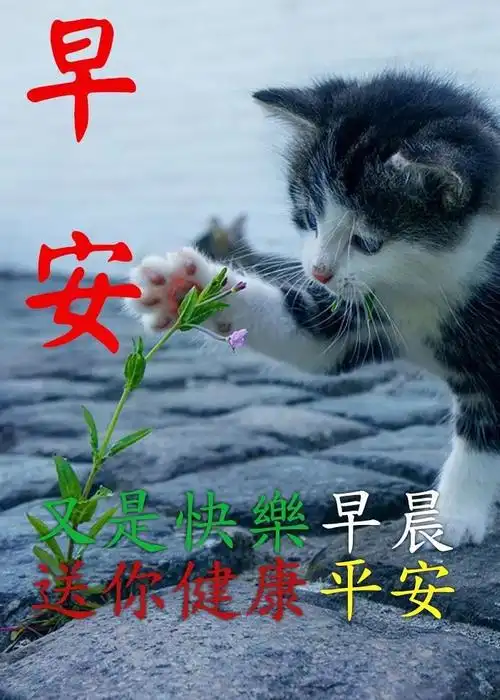 早安祝福问候语大全早安问候语图片带字温馨