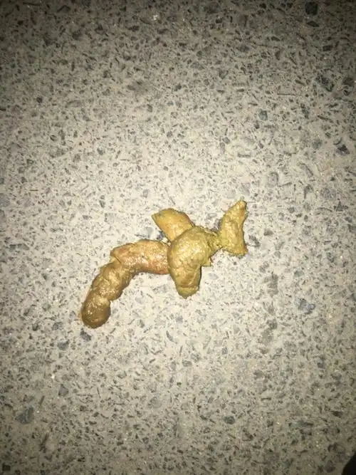 狗狗便便有图嫌弃恶心就不要看了希望能够仔细解答谢谢大家了