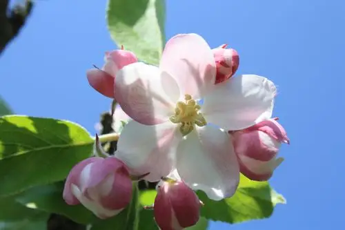 apple blossom,apple tree,blossom,bloom,pink,tree,branch