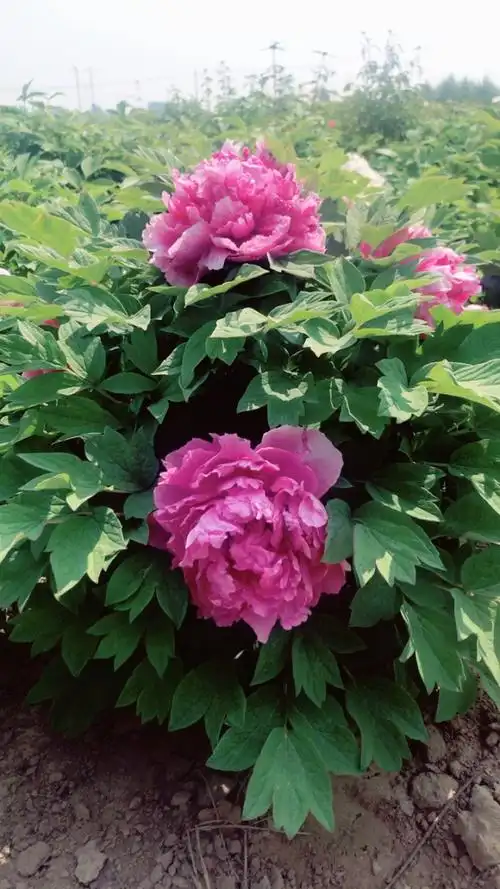 牡丹品种:鲁荷红