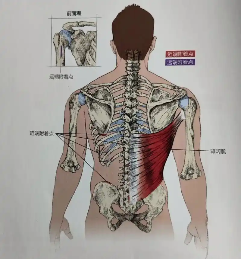 背阔肌的作用 背阔肌附着在肱骨和肩胛骨上,有助于该肌肉协调肩部内收