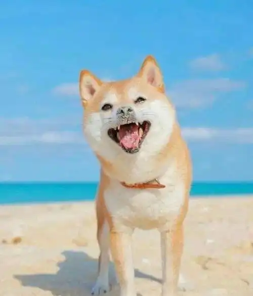 是不是笑,我不知道,但以上狗狗的表情,是真的觉得开心啦,不仅看咧嘴