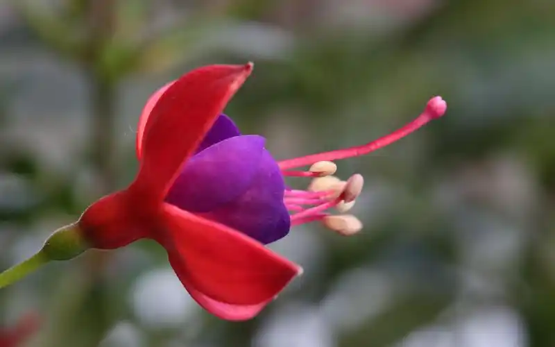 吊钟海棠花唯美高清摄影图片桌面壁纸