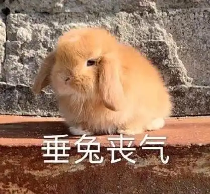 兔兔表情包系列