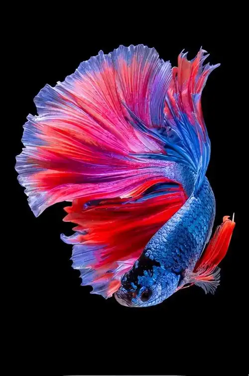 720_1088竖版 竖屏