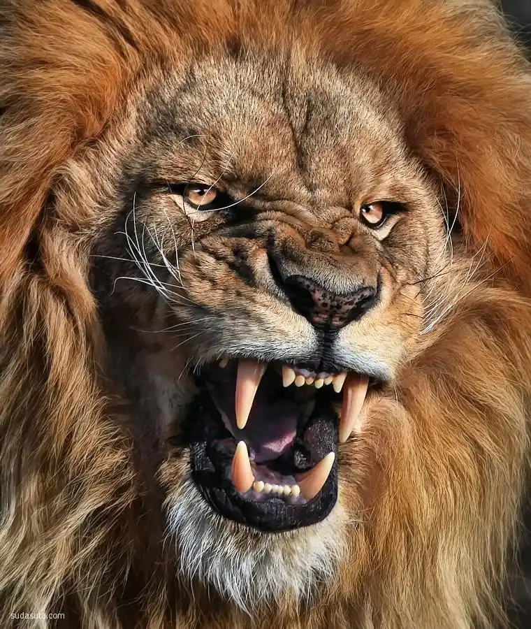 心理测试:哪头狮子是真正的森林之王,测你近期是否有贵人相助