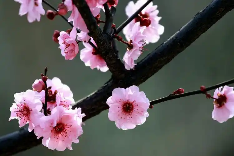 鹫峰的梅花 照片