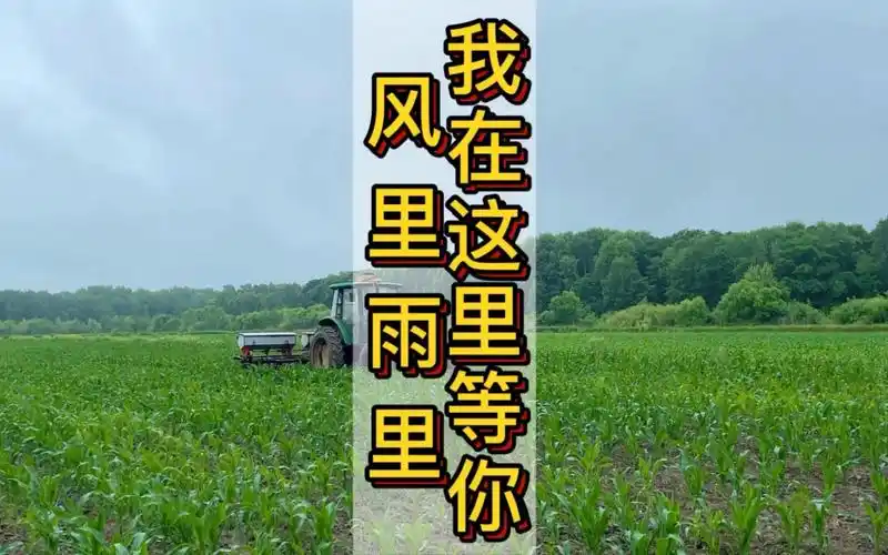 风里雨里我在这里等你虽然下着雨但是也无法阻挡我们下地干活的