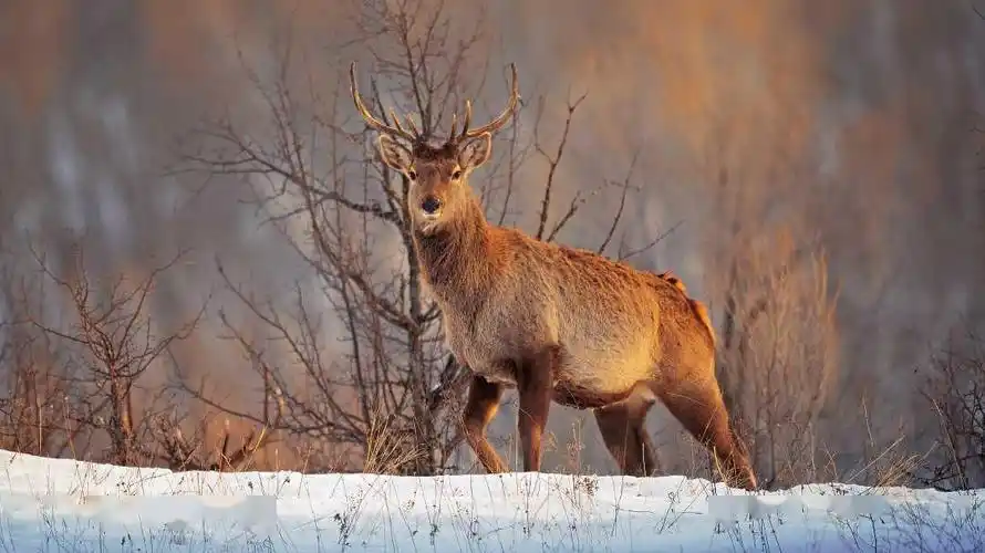 马鹿-内蒙古白音敖包沙地云杉国家级自然保护区-摄影 陈冯晓