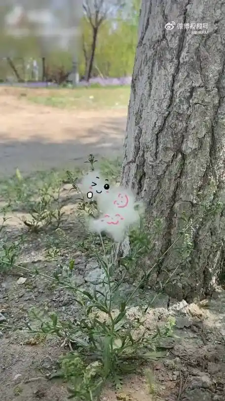 飞絮期警惕身边白色火患##杨柳絮入眼不要用手揉