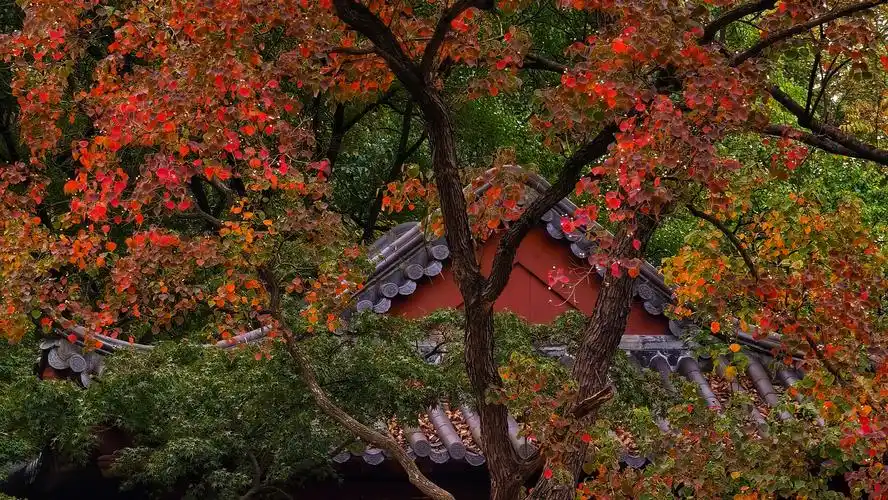 p40pro原图直出分享【多图】 - 华为p40系列分享交流 花粉俱乐部