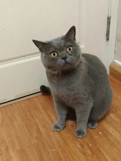 浙江宁波市区一岁公蓝猫哥哥找好人家哦