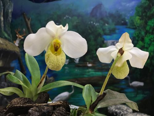 白花兜兰 paph.emersonii 带香味 越南产区 原生种拖鞋兰