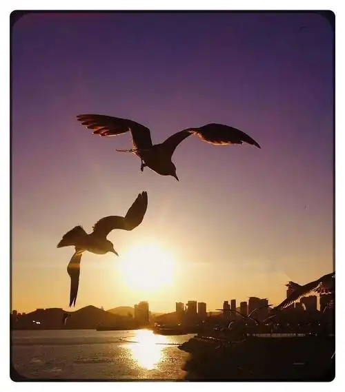 高尔基的海鸥一一在苍茫的大海上,狂风卷集着乌云.