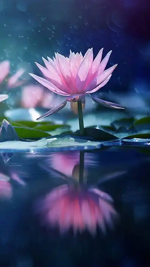 唯美意境,植物,唯美意境,文艺,蓝色花朵,植物,手机壁纸唯美意境蓝色花