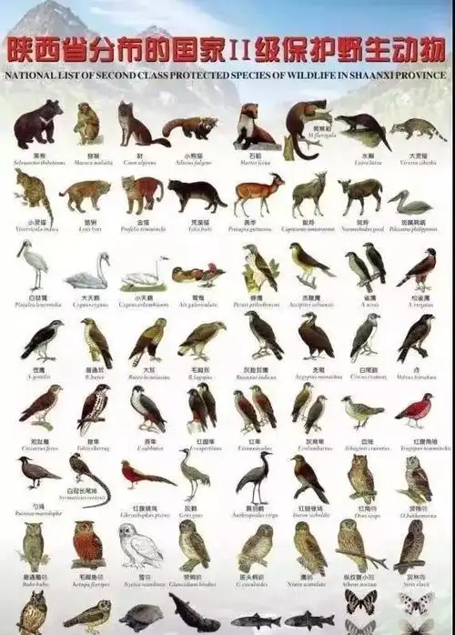 遥远的哭声——非法杀害交易野生动物的罪与罚-中国律师网