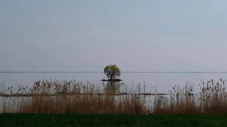 长荡湖的一棵树