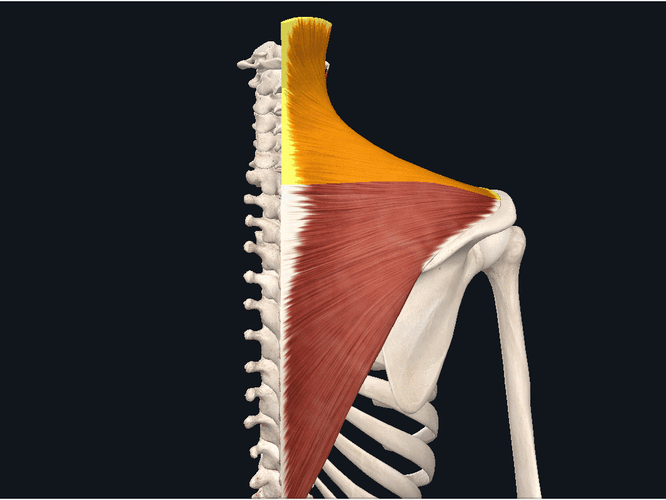 气质杀手——斜方肌过厚怎么办?不想毁身材赶紧这样做!