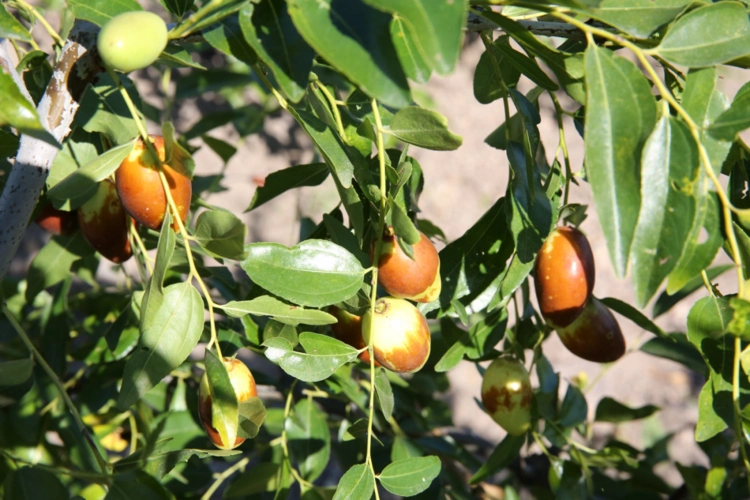 怀柔大枣的成熟期在8月下旬至10月上旬.