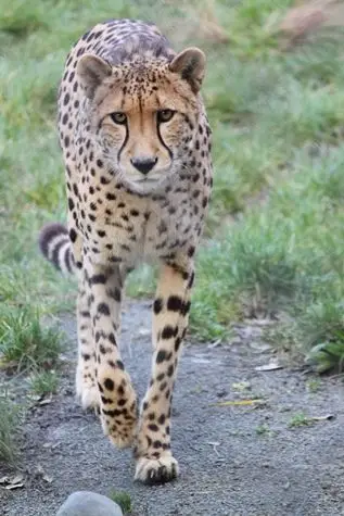 cheetah | flickr – 相片分享!